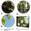 Birch Tree Forest Essence 1 - Arbre, art mural-635215170-635215174
