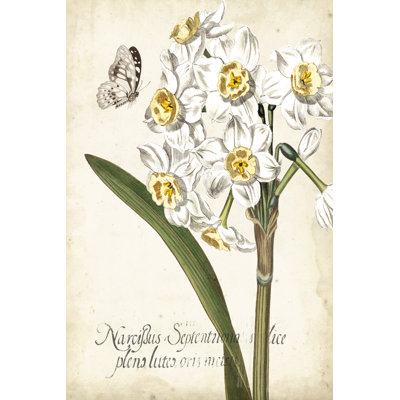 Narcissus Botanique II - Graphic Art Print