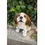 Chiot beagle