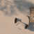 Grey est en rupture de stock