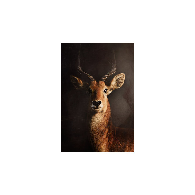 Wrapped Canvas Print, 60.96 cm H x 91.44 cm W