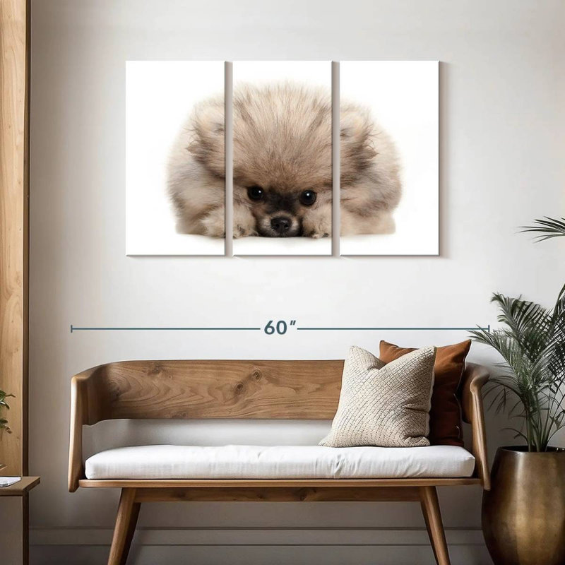 Brampt Pomeranian Acting Cute, 28" H x 45" W
