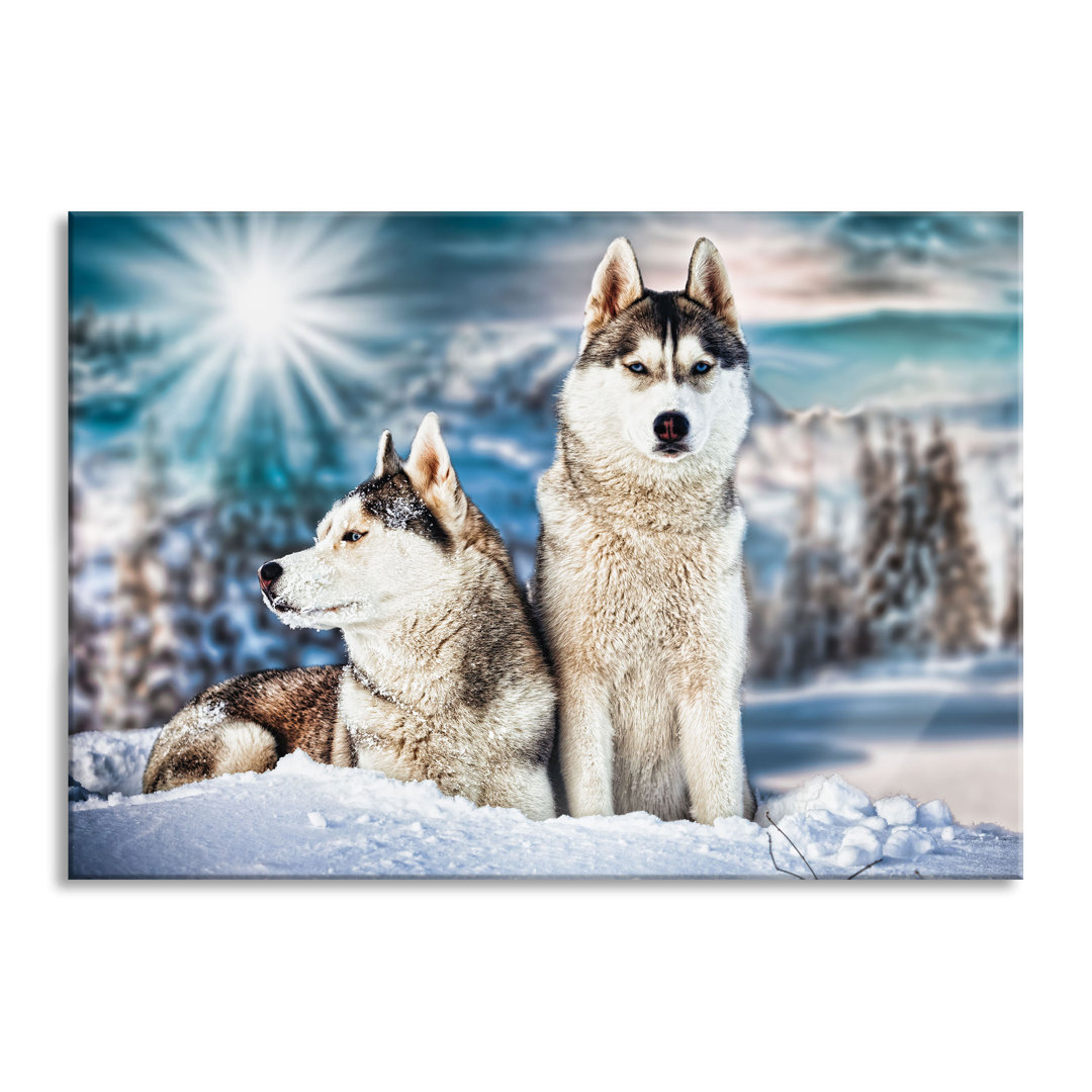 Glasbild Zwei Wilde Huskies