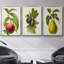 Antique Fruit II, ensemble de 3 toiles tendues avec châssis de qualité supérieure-97759841-97759844