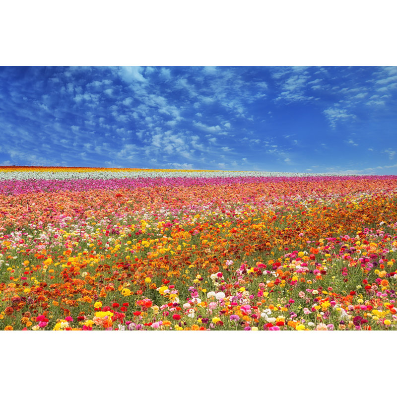 Field Flower Fields by Cfbill - Wrapped Canvas Print, 61cm H x 91cm W x 3.8cm D