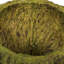 Noix de coco maya entièrement naturelle, séchée-1574120560