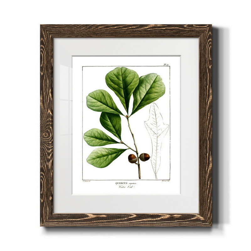 Chêne blanc - Peinture encadrée sur papier, H 20 po x l 17 po x P 1,5 po, Noyer