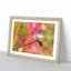 Hummingbird - Picture Frame Graphic Art Print-56632460-56632461