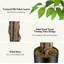Ficus vert en pot-51728906