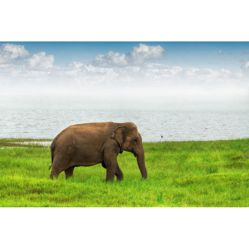 Lonely Elephant - Wrapped Canvas Print, 20cm H x 30cm W x 3.8cm D