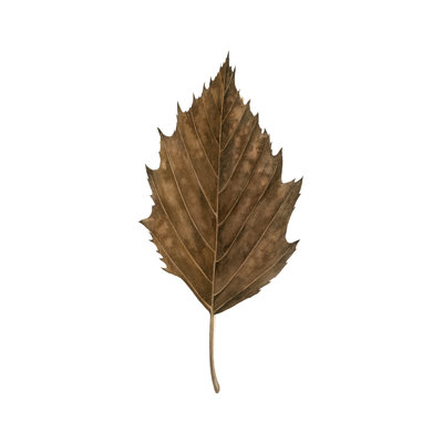 Étude de feuilles d'automne III