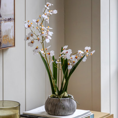 Orchid in Low Ceramic Pot 580mm