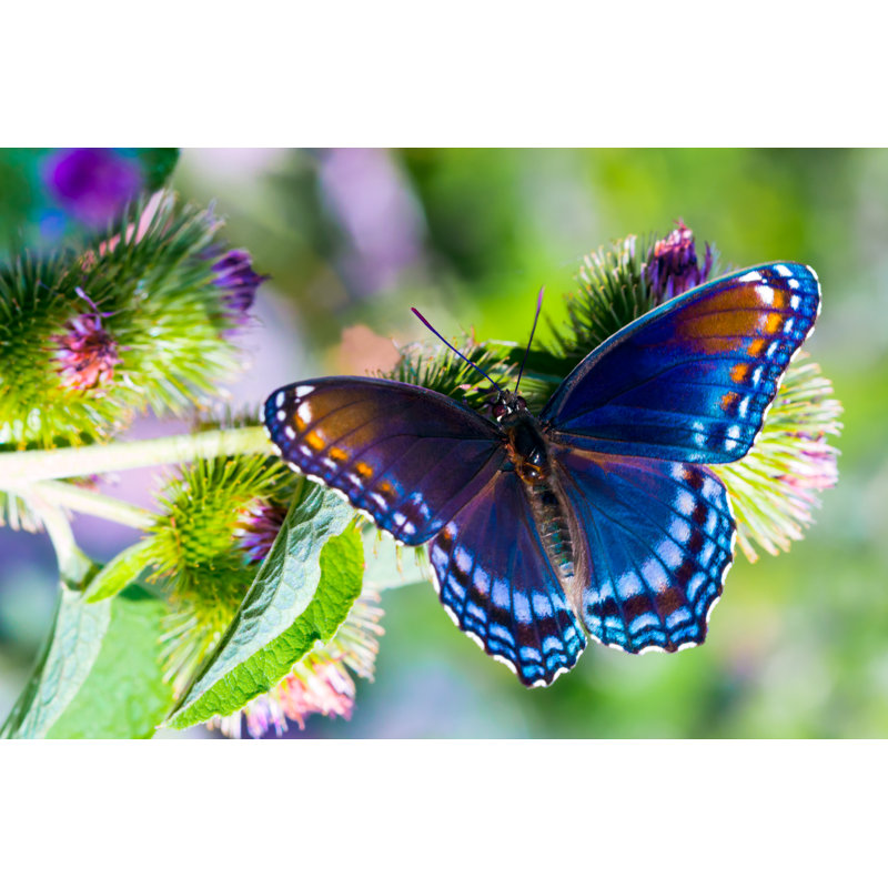 Red Spotted Admiral by Dantesattic - Wrapped Canvas Print, 20cm H x 30cm W x 3.8cm D