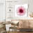 Harnek Pink Chrysanthemum