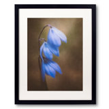 Trio Of Spring Flowers Print by Scott Norris