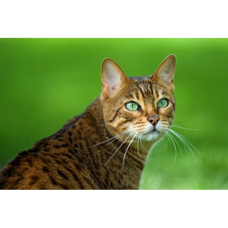 Bengal Cat by Mac99 - No Frame Art Prints on Canvas, 30cm H x 46cm W