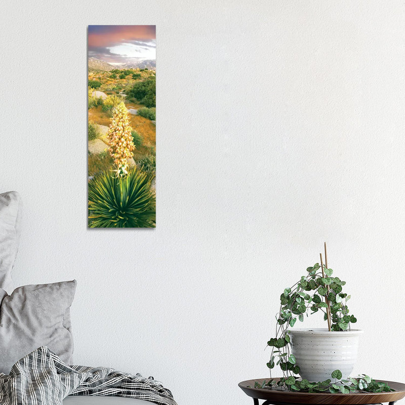 Close-up of Spanish Bayonet, Culp Valley, Anza-Borrego Desert State Park, California, USA 1 Piece Wrapped Canvas Panoramic Painting