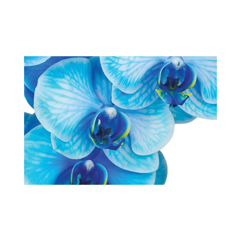 Blue Orchid II by Glauco Meneghelli - Floater Frame Print on Canvas, 20.32 cm H x 30.48 cm W, Wrapped Canvas