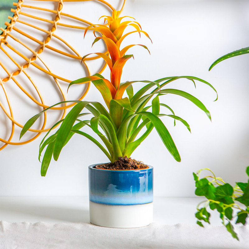 Nicola Spring - Reactive Glaze Plant Pots, 12cm H x 14cm W x 14cm D, Blue