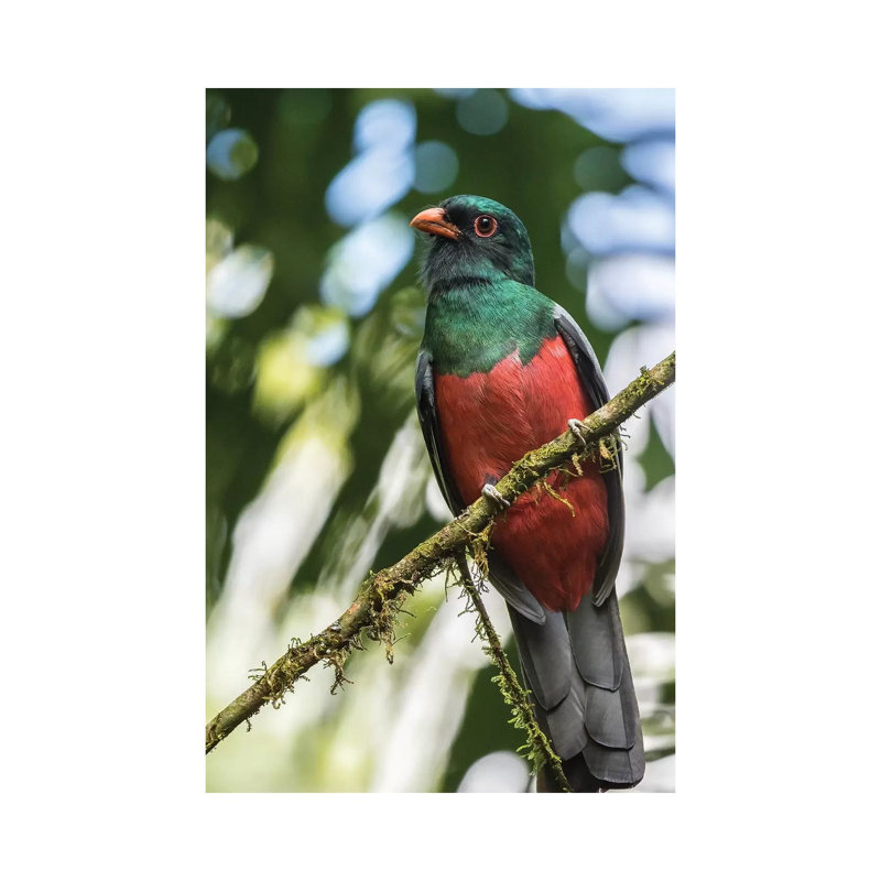 Costa Rica, La Selva Biological Station 1 Piece Wrapped Canvas Wall Art, 30.48cm H x 20.32cm W