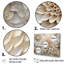 Minimalisme beige Dahlia I - ensemble d'impression d'art mural Dahlia-107755446-107755444
