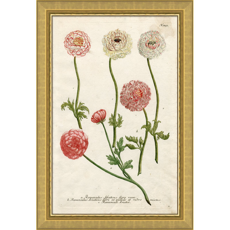 Weiman Ranunculous Giclee Print by Johann Wilhelm Weinmann