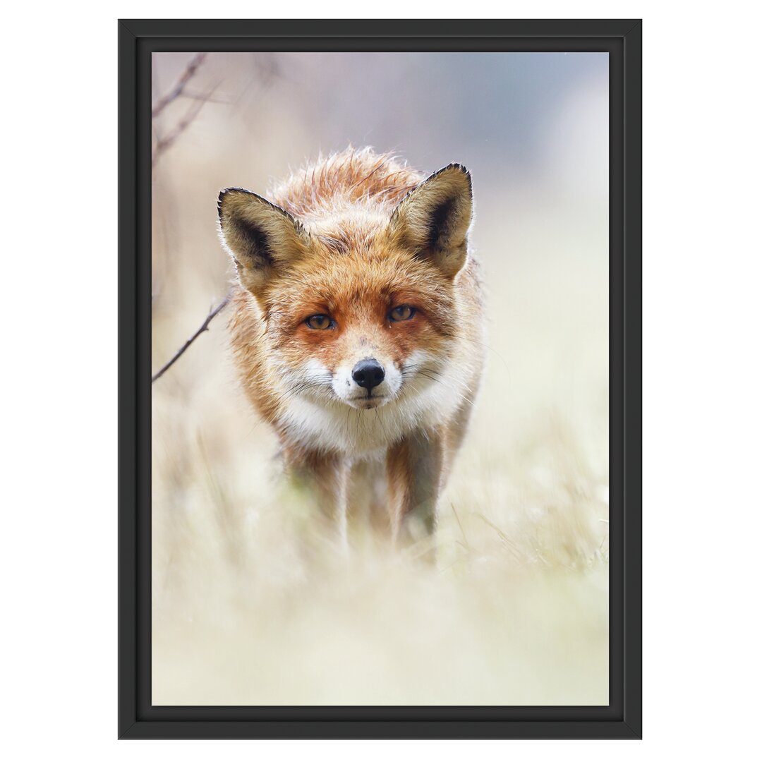 Gerahmtes Wandbild Schleichender fuchs