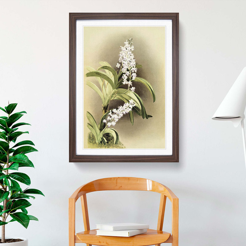 Magnolia Flowers Illustration Tab. 30 by Frederick Sander - Picture Frame Painting Print, Walnut, 76cm H x 50cm W x 2cm D