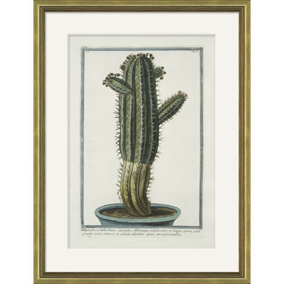 Hortus Romanus 1772-1793 38 Giclee Print by Soicher Marin Archives