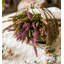 Plante buddleja papillon-378123963