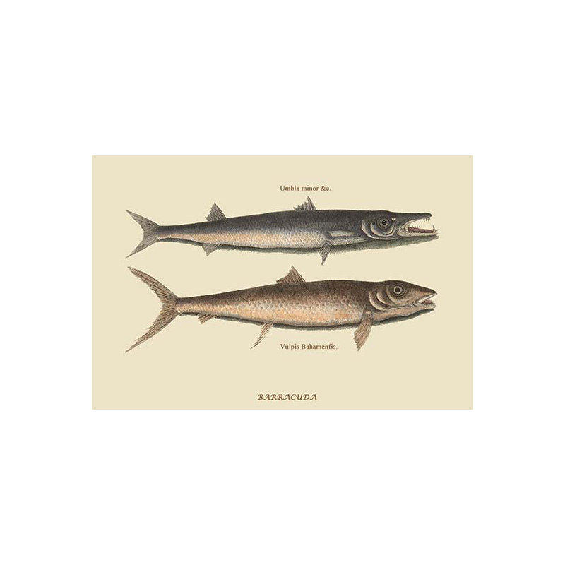 Barracuda-impression d’art graphique, H 24 po x l 36 po x P 1,5 po