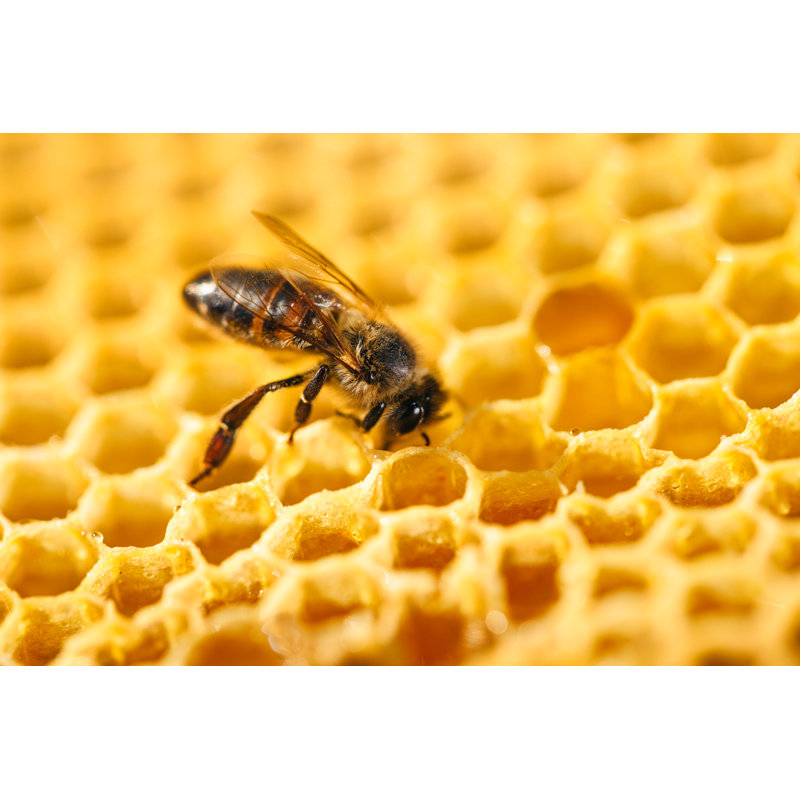" Bee In Honeycomb ", 12" H x 18" W