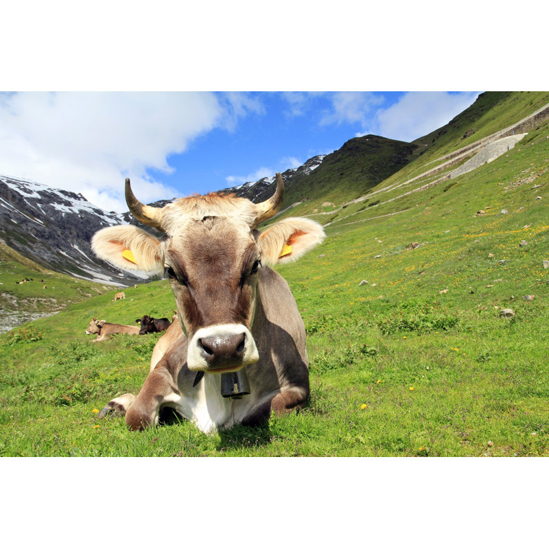 The Pretty Cow - Wrapped Canvas Print, 81cm H x 122cm W x 3.8cm D