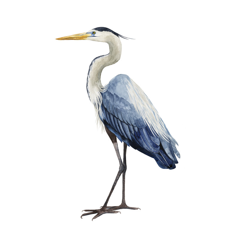 'Seabird Heron I' by Grace Popp - Painting Print, Wrapped Canvas, 30cm H x 20cm W