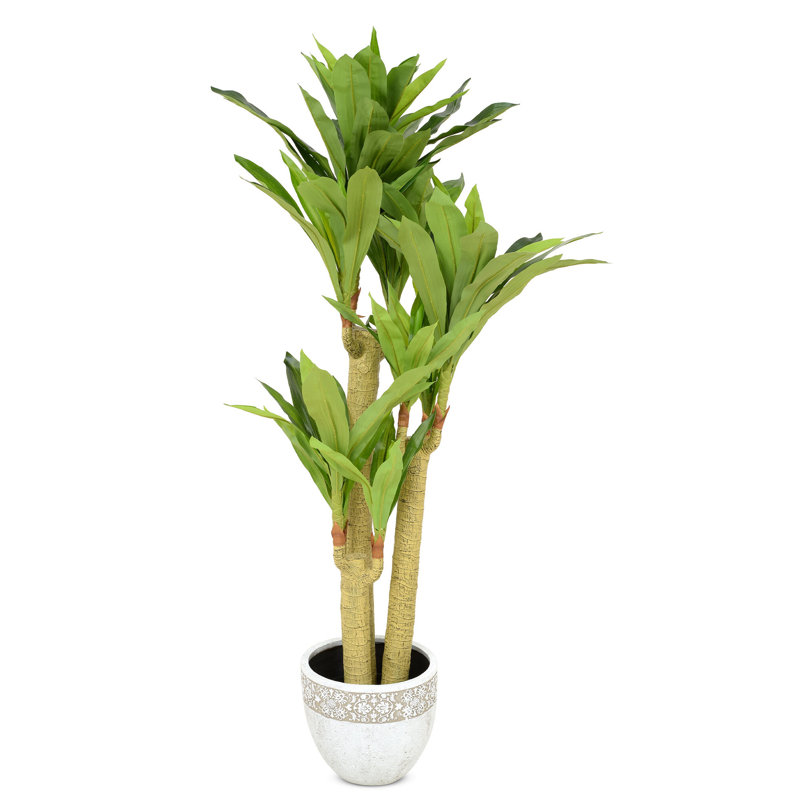 155 cm H Faux Dracaena Plant in Plastic Pot