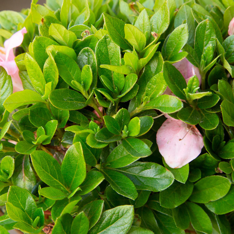 1 Gallon Autumn Debutante Encore Azalea - Reblooming Evergreen Shrub with Soft Pink Blooms