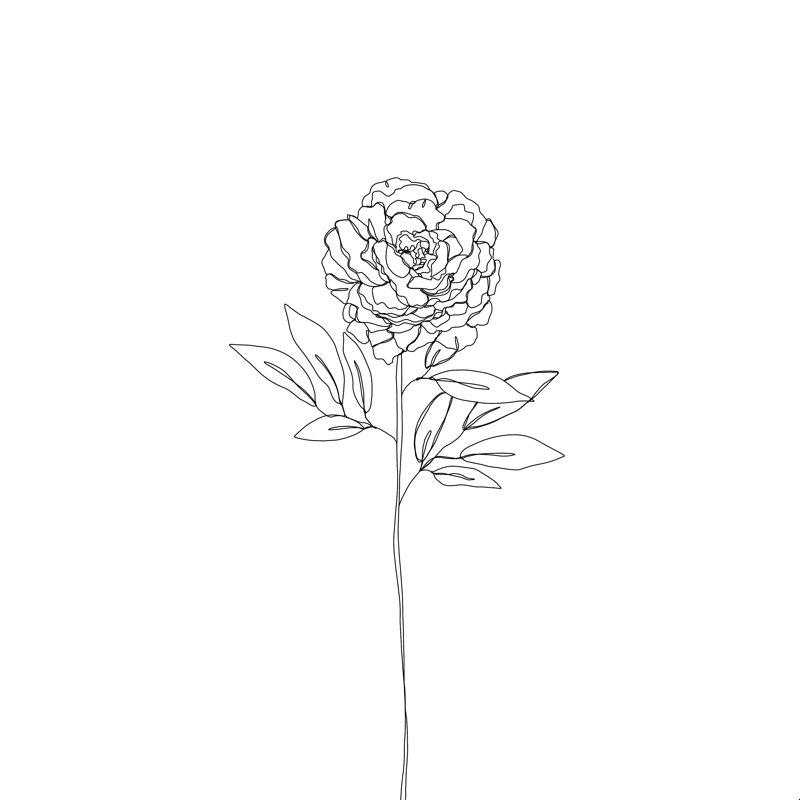 Illustration d'une seule pivoine par Tanya Scott - reproduction, H 12 po x l 12 po, Non, Toile tendue