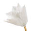 Tulip Stem-62507398