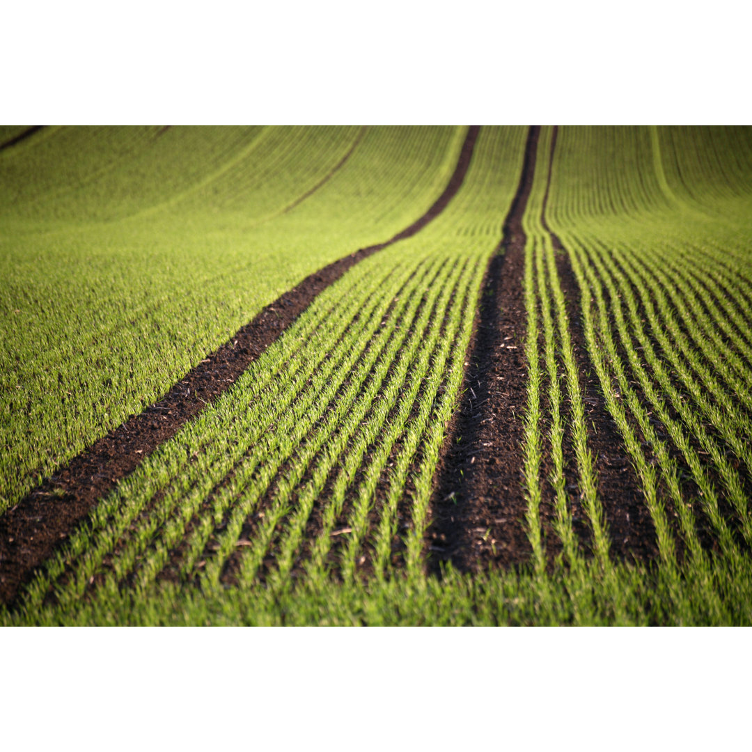 Erstes Grün auf dem Feld - Drucken