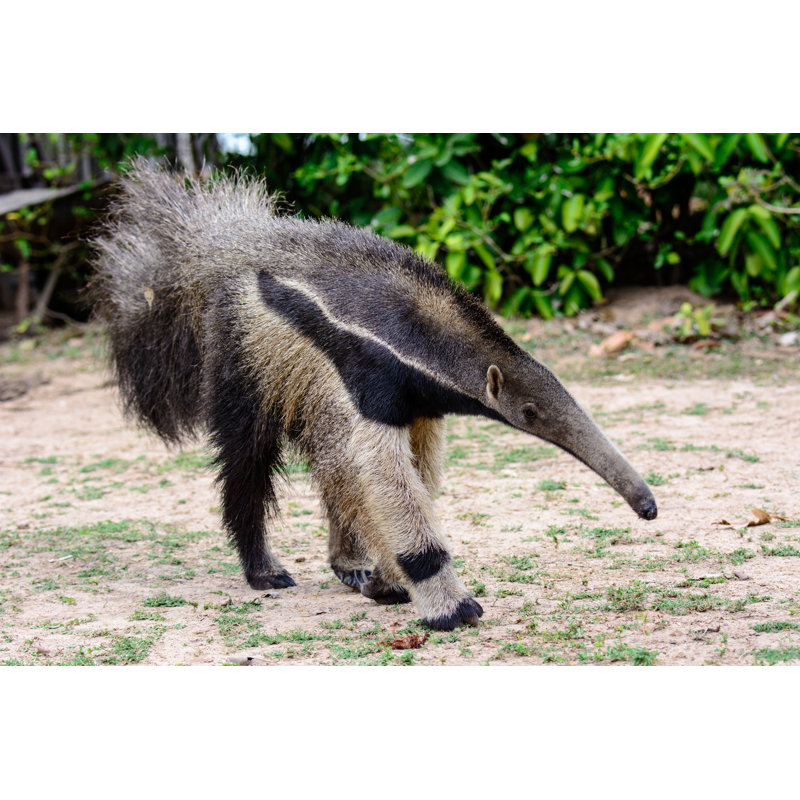 Giant Anteater On The Move by Trevorplatt - Wrapped Canvas Print, 61cm H x 91cm W x 3.8cm D