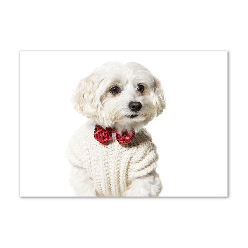 Maltese In A Bow Tie - No Frame Print on Canvas