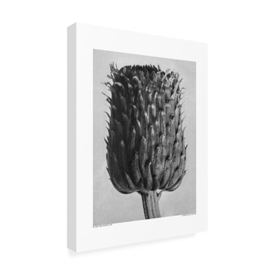 «Cirsium Canum» sur toile par pictufy