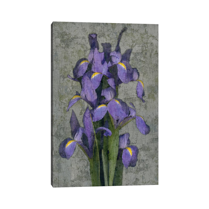 Iris by John Seba - Wrapped Canvas Print, 66.04 cm H x 45.72 cm W x 1.91 cm D