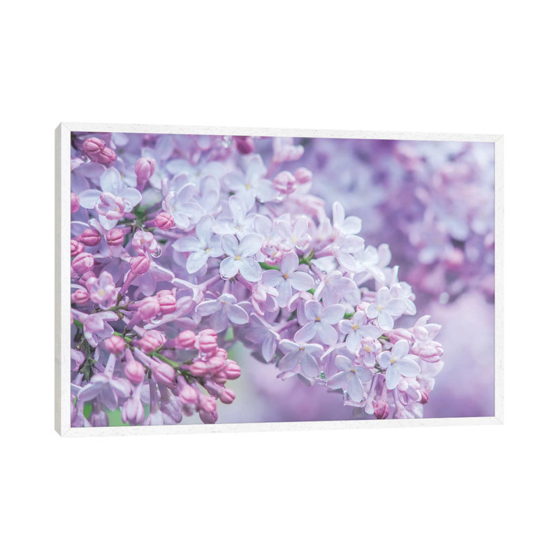 USA, Washington State, Seattle. Kubota Garden, Lilac Close Up by Rob Tilley - Print on Canvas, White Framed