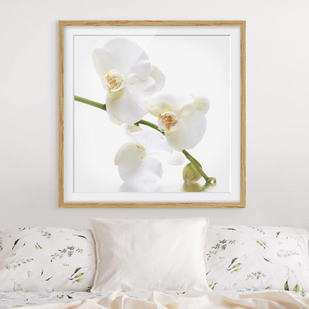 Gerahmtes Poster White Orchid Water