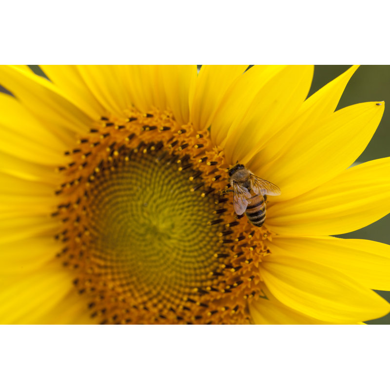 Honey Bee - Wrapped Canvas Print, 30cm H x 46cm W x 3.8cm D
