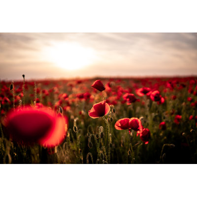 Poppies At Sunset - Wrapped Canvas Print