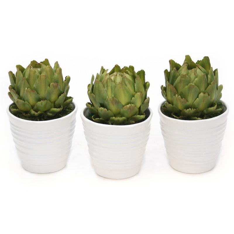 Arrangement in Pot