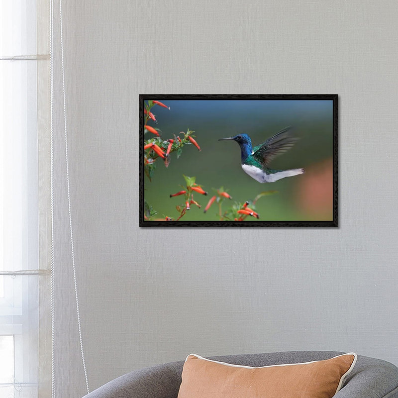 White-Necked Jacobin Hummingbird Male Foraging, Costa Rica by Tim Fitzharris - Gallery-Wrapped Canvas Giclée on Canvas