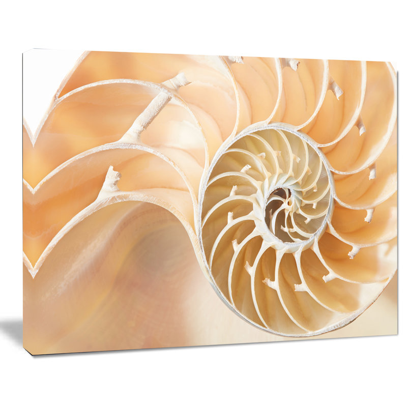 «Brown Nautilus Shell», impression sur toile tendue, H 30 po x l 40 po x P 1 po